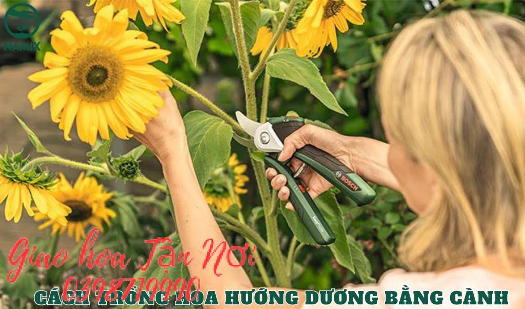 Trồng hoa hướng dương theo phương pháp giâm cành