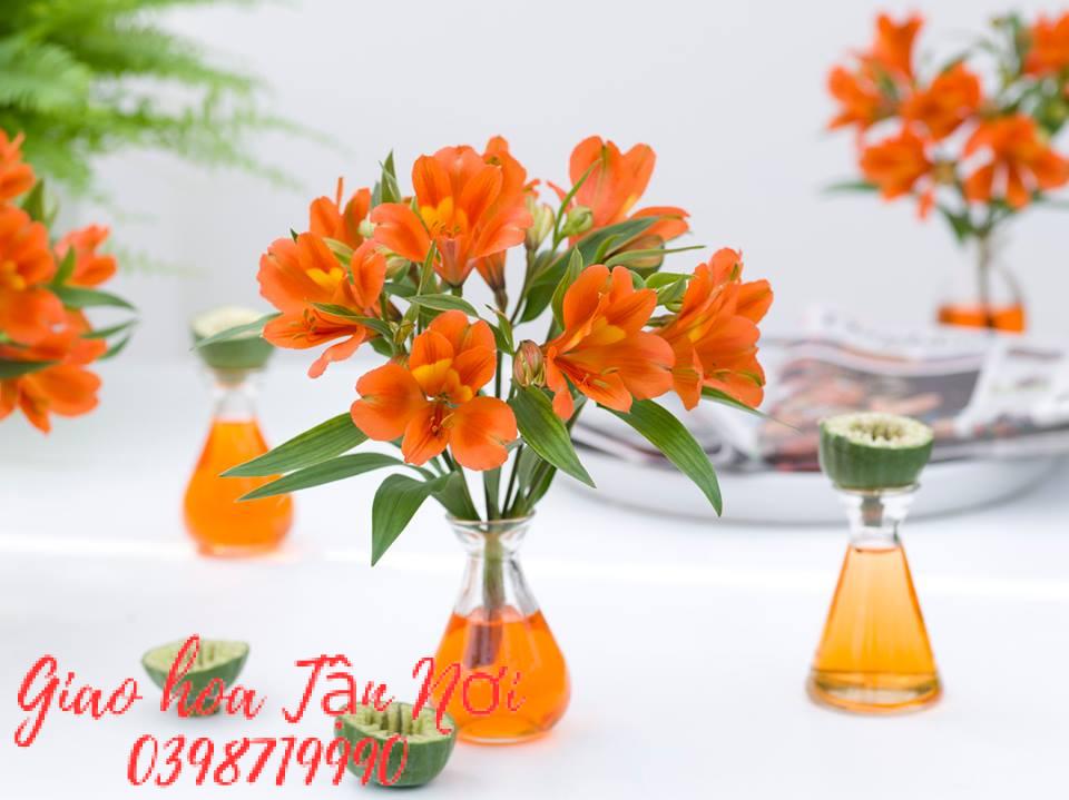 Thủy tiên (Alstroemeria)