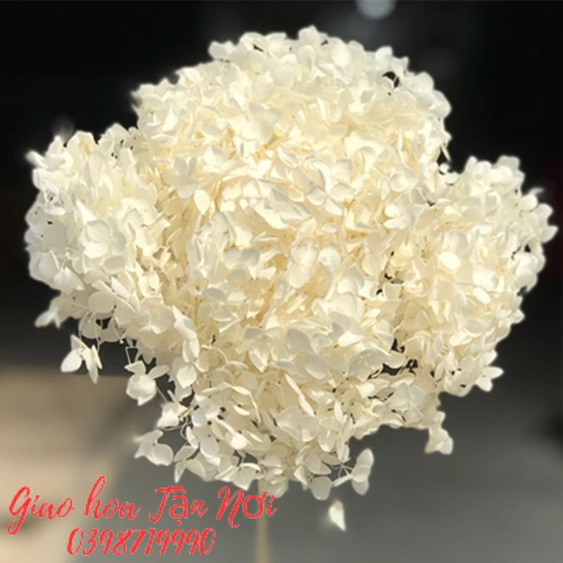 Đặc điểm hoa cẩm tú cầu màu trắng 