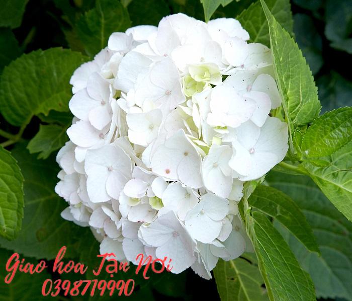 Nguồn gốc hoa cẩm tú cầu trắng