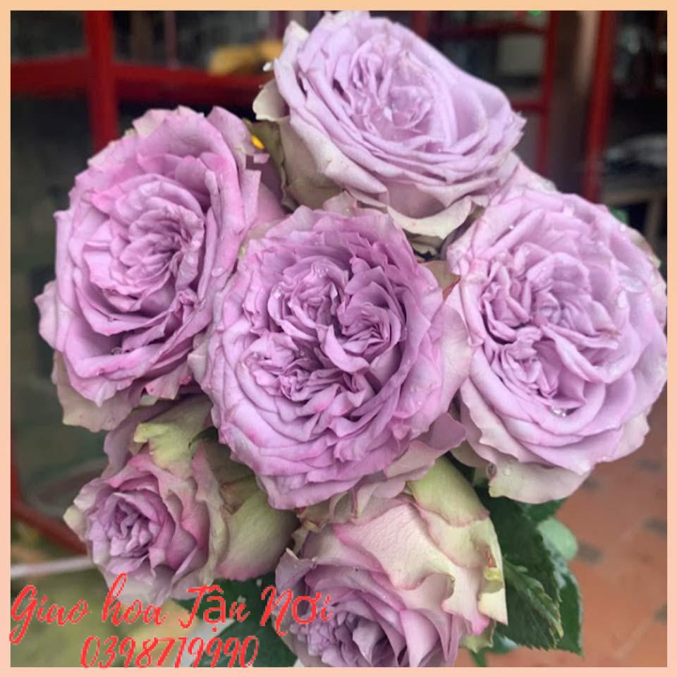 Công dụng của hoa hồng Ohara