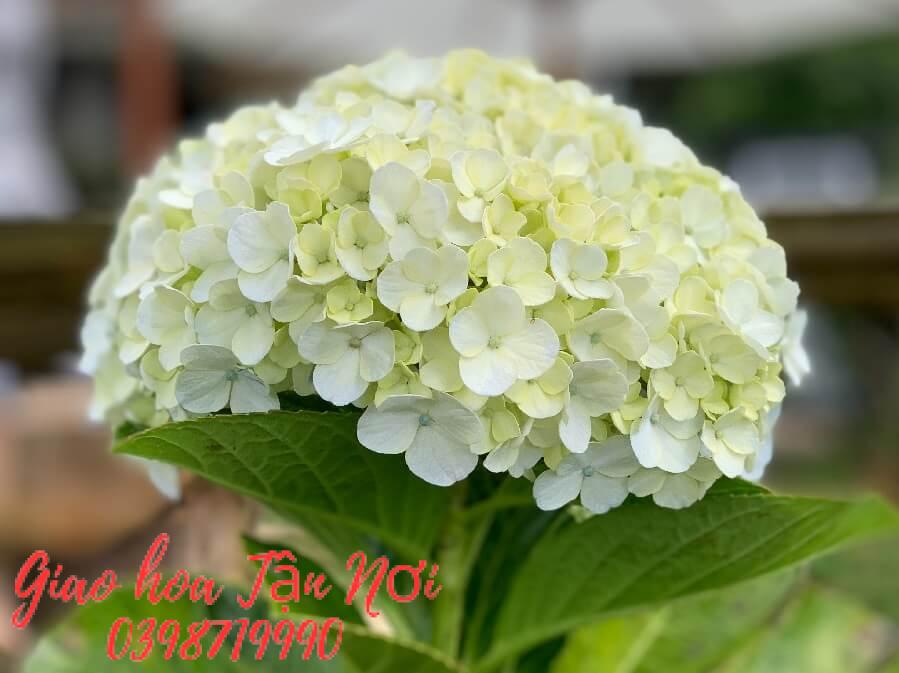 Ý nghĩa của hoa cẩm tú cầu trắng