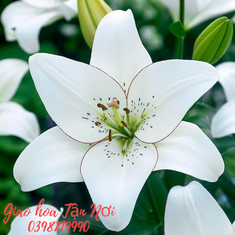 Các Loại Hoa Thường Dùng Trong Tang Lễ