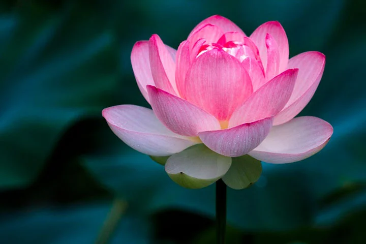 Hoa sen – mang vẻ đẹp bình dị, thanh cao