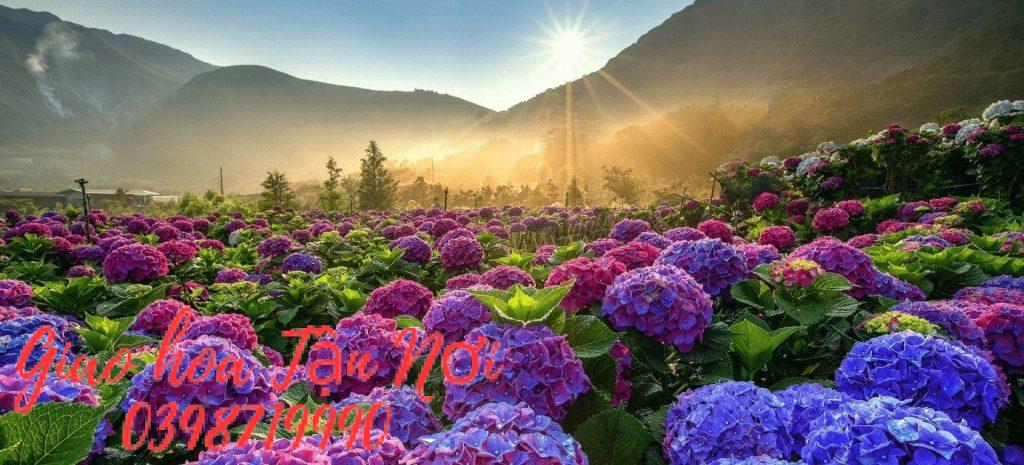 Hoa cẩm tú cầu – loài hoa tượng trưng cho sự biết ơn và chân thành