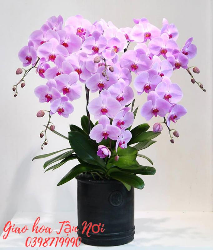 Hoa lan – loài hoa thể hiện sự sang trọng và quý phái