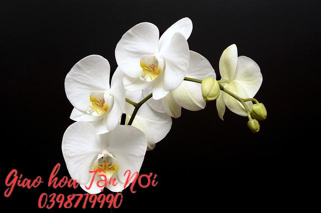 6. Hoa lan trắng - Đại diện cho lời xin lỗi trang trọng