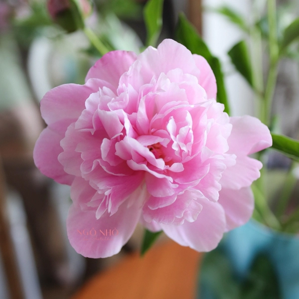 7. Hoa mẫu đơn - sự chuộc lỗi và hối hận