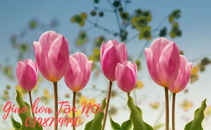 Hoa tulip – vẻ đẹp của sự hoàn hảo