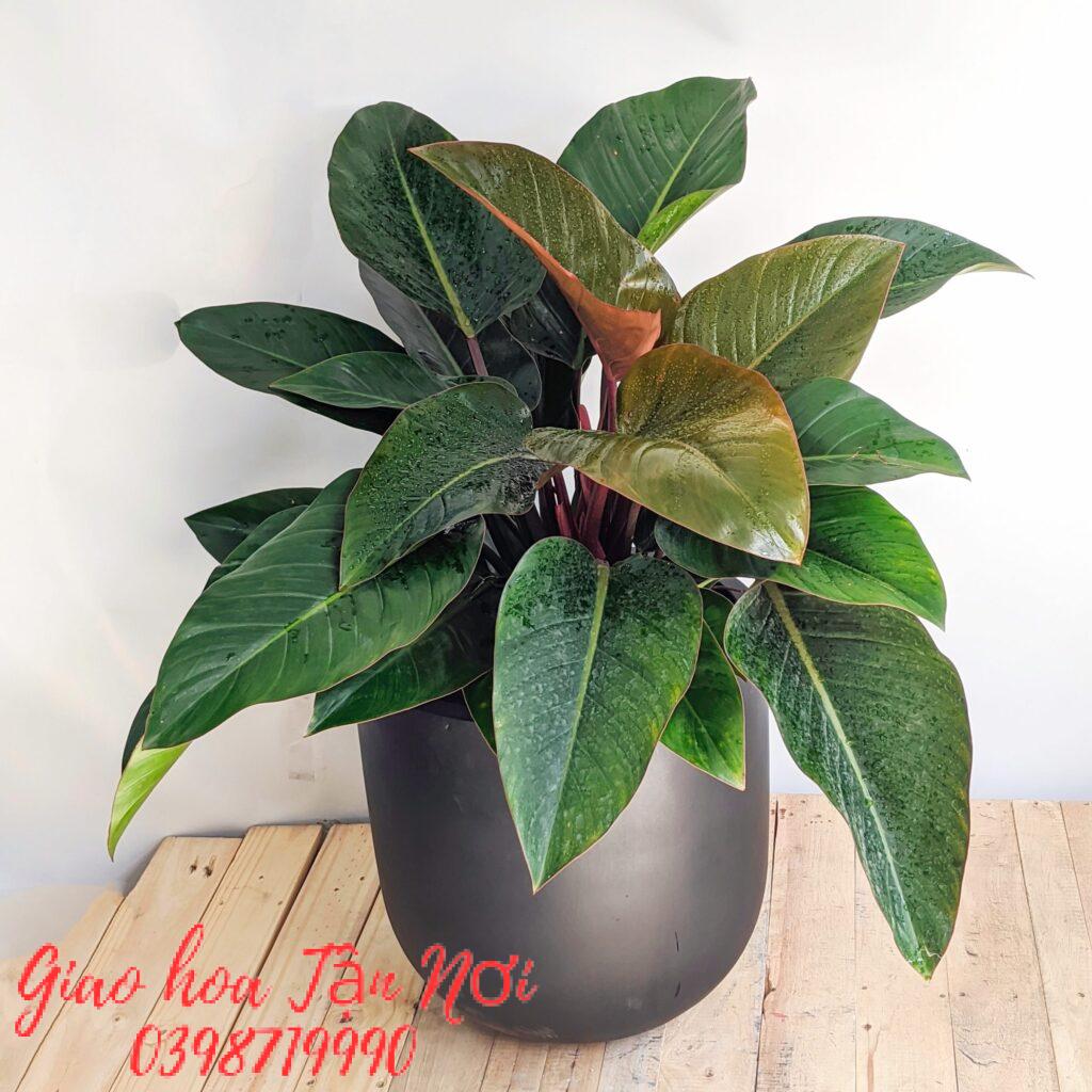 Tuổi Dần: Cây Đế Vương Đỏ