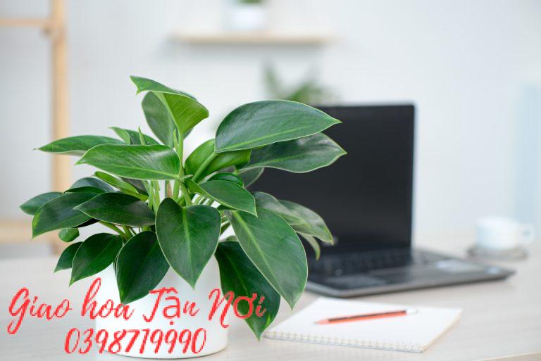 Đế vương là loại cây gì?