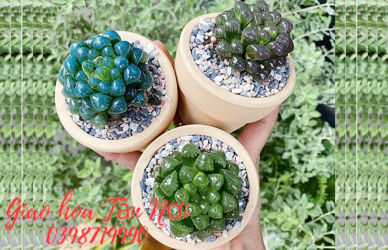 Tuổi Dậu: Cây Sen Đá