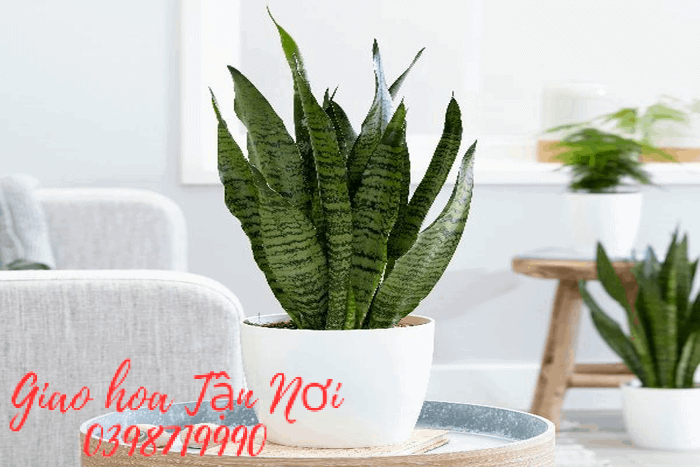 Tuổi Sửu: Cây Lưỡi Hổ