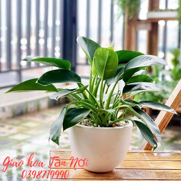 Đế vương xanh (Green Princess)