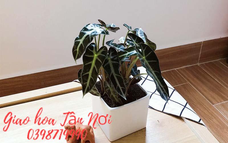 Tuổi Thìn: Cây Môn Quan Âm