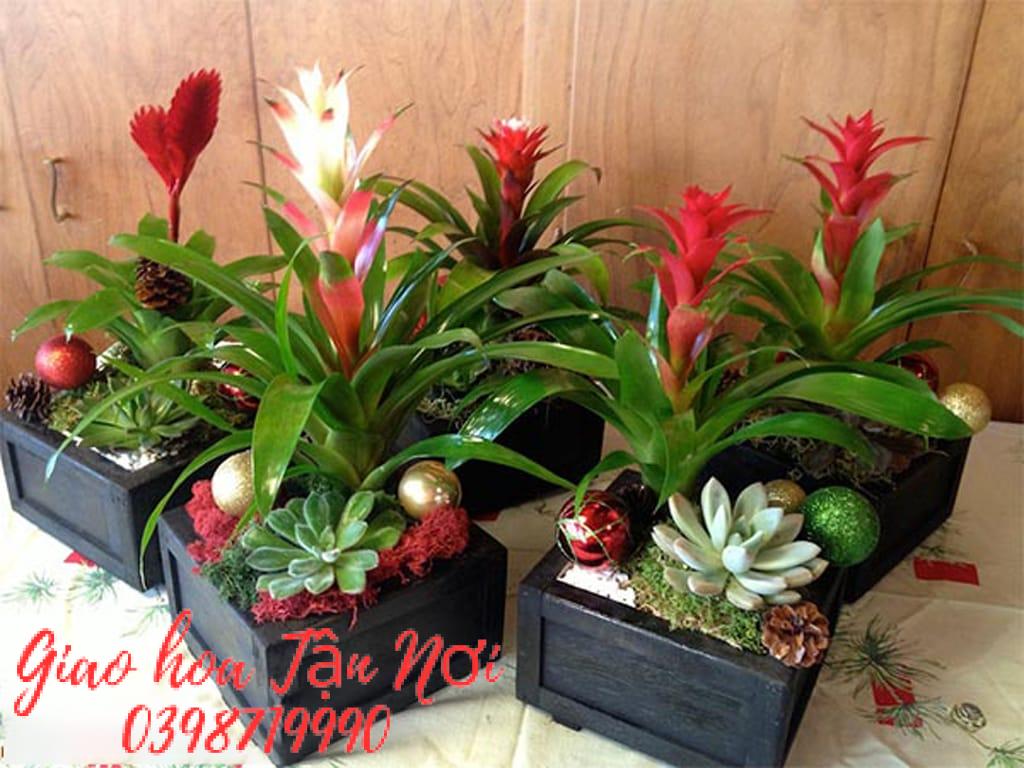 Tuổi Tỵ: Cây Phong Lộc Hoa