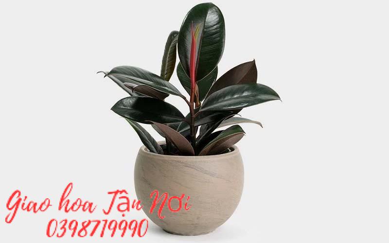 Tuổi Hợi: Cây Đa Búp ĐỏTuổi Hợi: Cây Đa Búp Đỏ