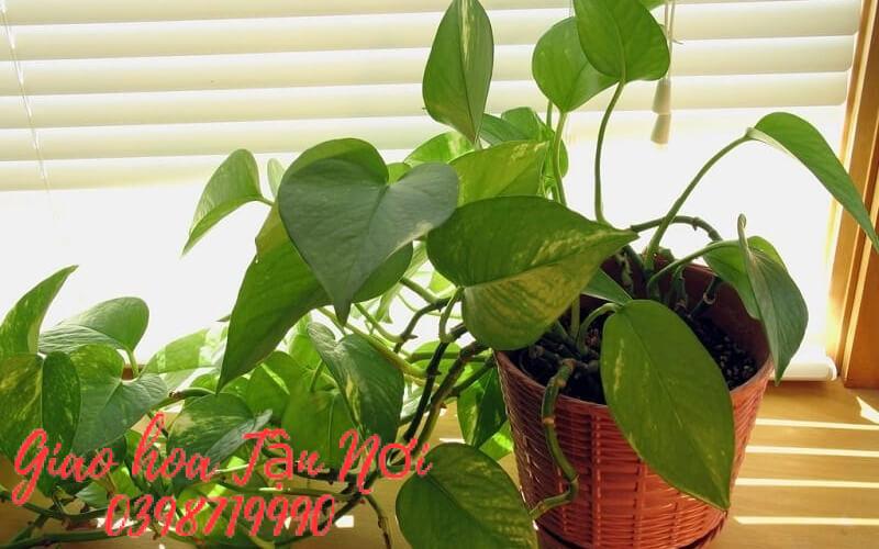 Tuổi Ngọ: Cây Trầu Bà