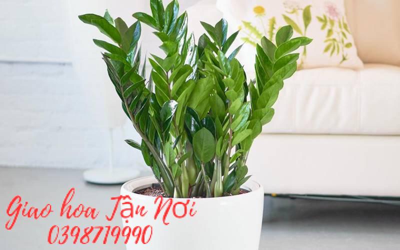 Top cây phong thủy mang may mắn, tài lộc cho 12 con giáp