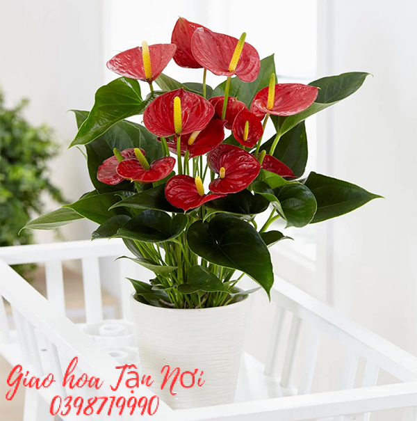 Tuổi Mùi: Cây Hồng Môn Đỏ