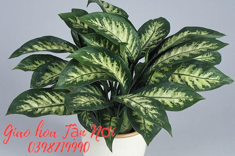 Tuổi Thân: Cây Vạn Niên Thanh