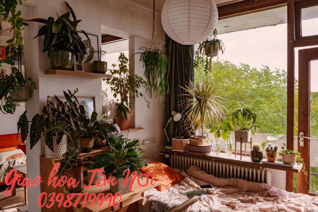 Trang trí cây xanh trong phòng ngủ