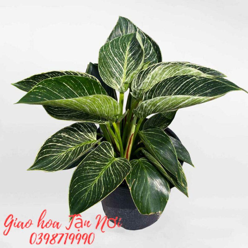 Đế vương kim cương (Philodendron Birkin)