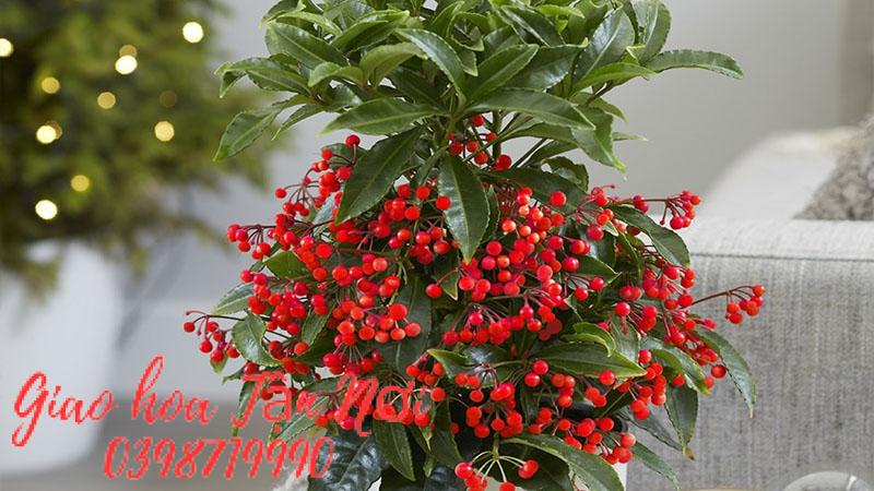 Tuổi Tuất: Cây Kim Ngân Lượng