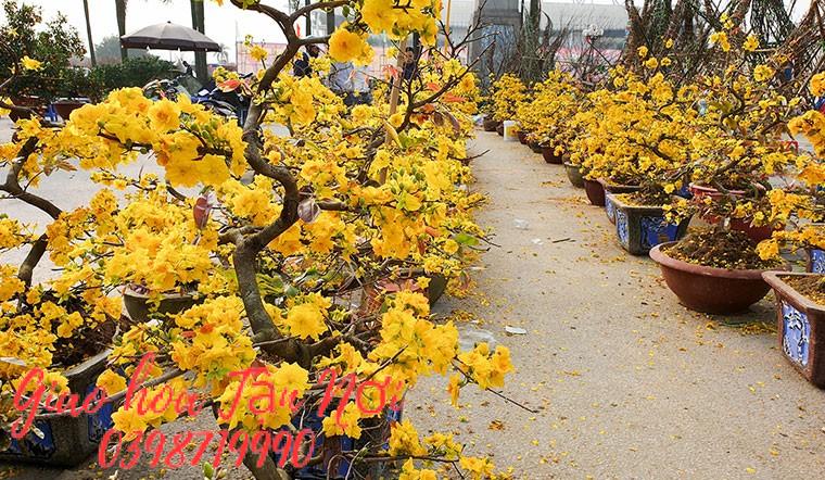 Hoa mai, hoa đào chúc Tết