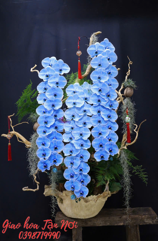 Chậu lan hồ điệp 3 – 5 cành