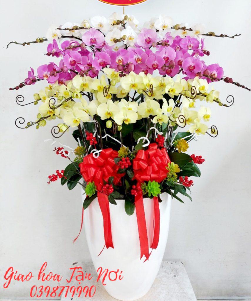 Lan Hồ Điệp Bình Dương – Đặt Hoa Sang Trọng, Giao Nhanh Tận Nơi